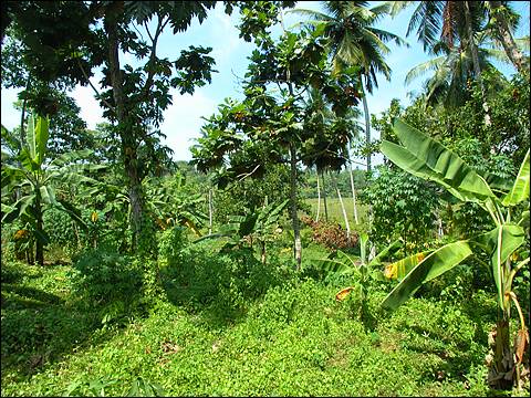 Hikkaduwa near Beach plot for sale