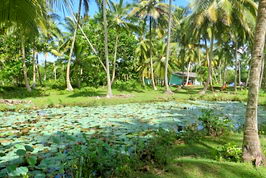 Lily Pond eco resort land for sale