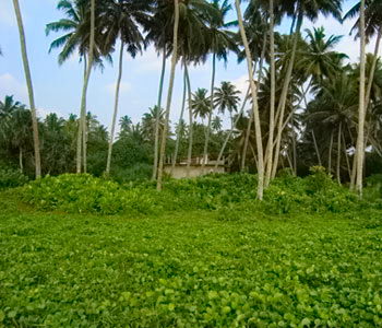 sri lanka beach property