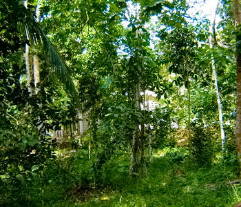 Galle Unawatuna Talpe Kogalla Property
