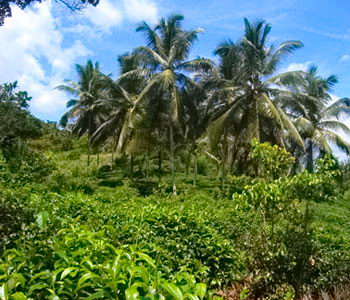 Galle Unawatuna Talpe Kogalla Property