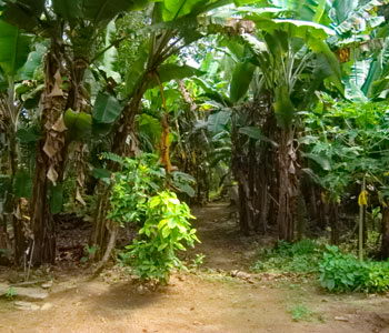Galle Unawatuna Talpe Kogalla Property