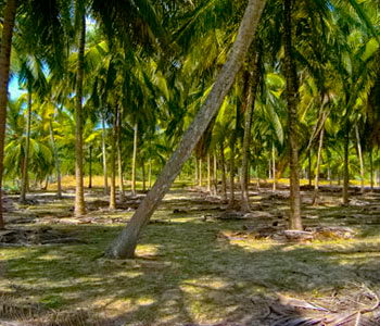 tangalla beach