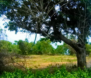 tangalla beach
