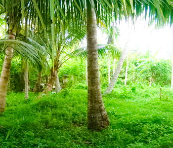 Real estate Weligama Mirissa