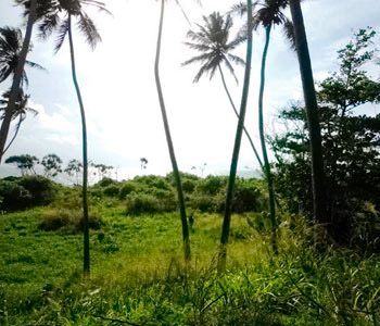 Properties Sri Lanka