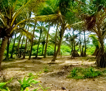 Properties Sri Lanka