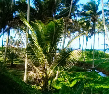Properties Sri Lanka