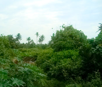 Real Estate Sri Lanka