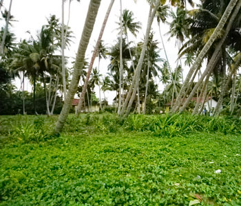 real estate sri lanka