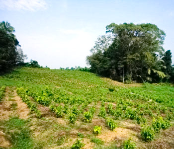 Property Sri Lanka