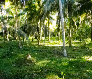Property Sri Lanka