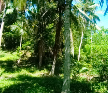 Property Sri Lanka