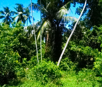 Property Sri Lanka
