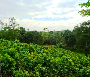 Real Estate Sri Lanka