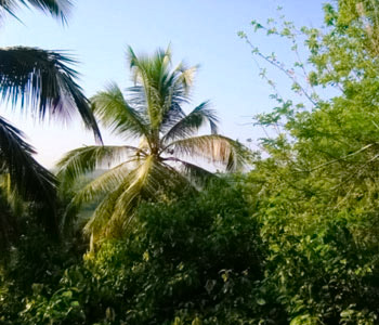 Real Estate Sri Lanka