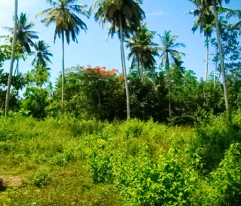 Real Estate Sri Lanka