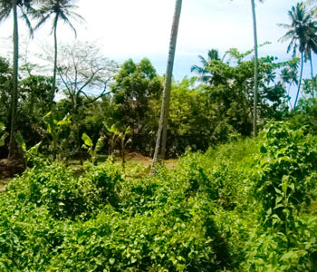 Real Estate Sri Lanka