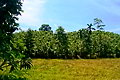 Real Estate Sri Lanka 