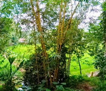 Real Estate Sri Lanka