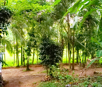 Real Estate Sri Lanka