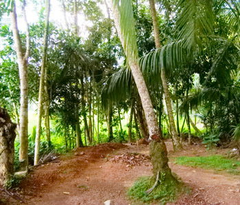 Real Estate Sri Lanka