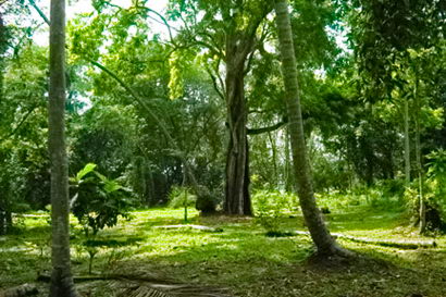 Sri Lanka Real Estate Beach