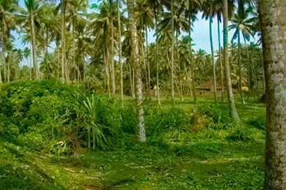 sri lanka beach property galle thalpe unawatuna