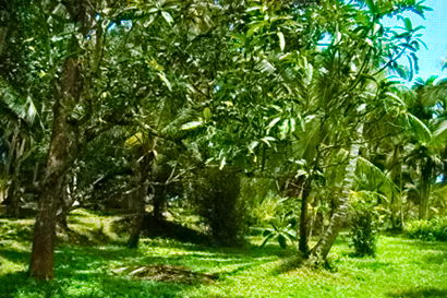 sri lanka beach property galle thalpe unawatuna