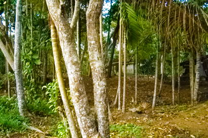 sri lanka beach real estate hikkaduwa