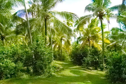 sri lanka beach real estate hikkaduwa