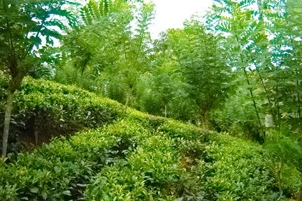 sri lanka beach real estate hikkaduwa