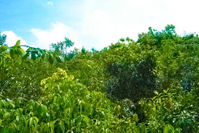 sri lanka beach real estate Property Weligama Mirissa