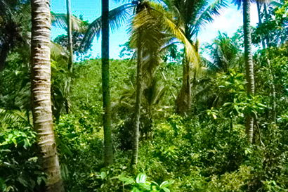 sri lanka beach real estate Property Weligama Mirissa