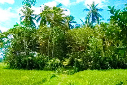 sri lanka beach real estate Property Weligama Mirissa
