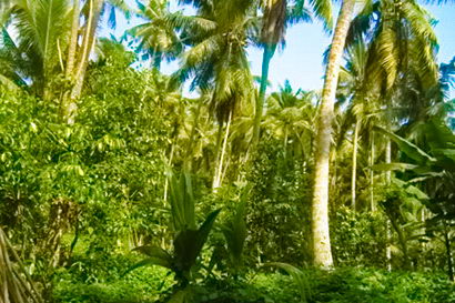 sri lanka beach real estate Property Weligama Mirissa